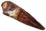 Juvenile Fossil Spinosaurus Tooth - Beautiful Enamel #301292-1